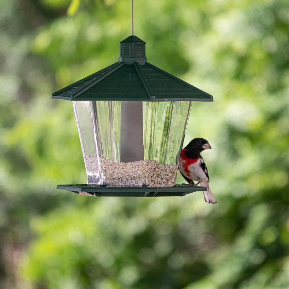 Cedar Bird Feeder